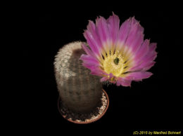 Echinocereus dasyacanthus Sheffield 662